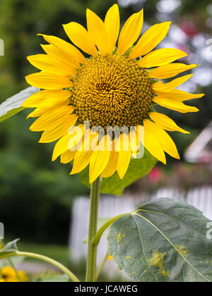 Foto verticale di un luminoso giallo girasole con foglie verdi e un white Picket Fence in soft focus in background Foto Stock