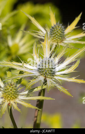 Blu pungenti le teste dei fiori del golden foliaged mare holly, Eryngium planum "Nettuno" oro Foto Stock