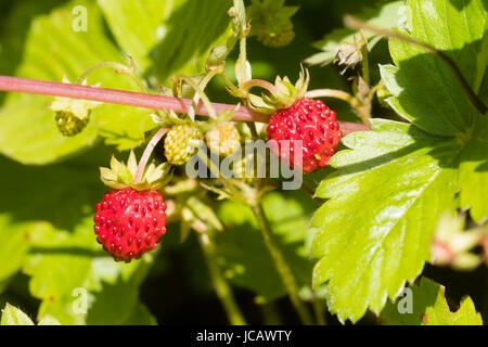 Inizio estate frutta rossa del selvaggio o alpine fragola, Fragaria vesca Foto Stock