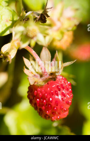 Inizio estate frutta rossa del selvaggio o alpine fragola, Fragaria vesca Foto Stock