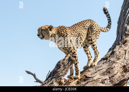 Cheetah permanente sulla struttura ad albero Foto Stock