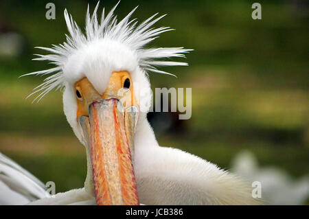 Pelican in London Park Foto Stock