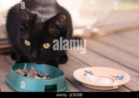 Gatto nero di mangiare sulla veranda Foto Stock