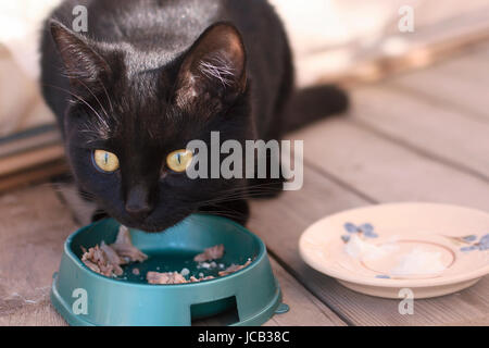 Gatto nero di mangiare sulla veranda Foto Stock