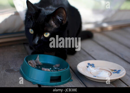 Gatto nero di mangiare sulla veranda Foto Stock