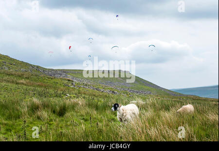 Membri del Dales deltaplano e parapendio club vola un parapendio vicino cervi cadde nel Yorkshire Dales National Park. Foto Stock