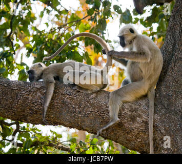 Due scimmie langur sono sedute sull'albero. India. Parco nazionale. Foto Stock