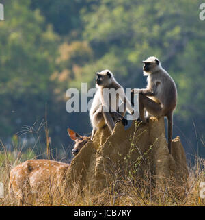 Gruppo di scimmie langur sedute su un tumulo di termite. India. Parco nazionale. Foto Stock