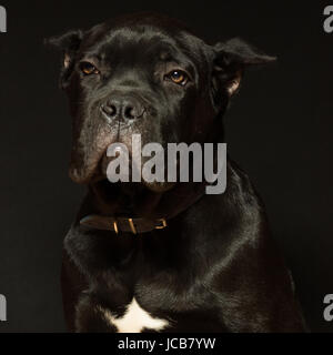 Età del cucciolo di 3 mesi di Cane Corso di colore nero su uno sfondo nero Foto Stock