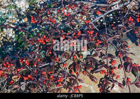 Scarlet Leader Willowleaf cotoneaster (Cotoneaster salicifolius Scarlet Leader) Foto Stock