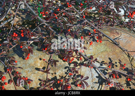 Scarlet Leader Willowleaf cotoneaster (Cotoneaster salicifolius Scarlet Leader) Foto Stock