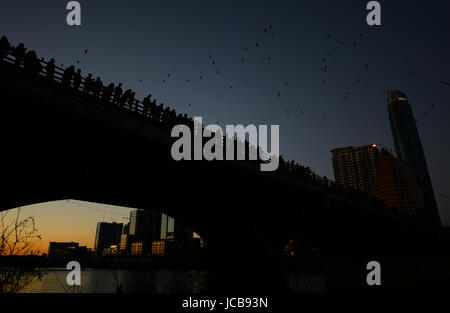 Austin, Texas pipistrelli battenti dal Congresso Street Bridge. Foto Stock