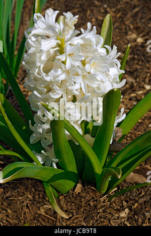 Hyacinthus comune (Hyacinthus orientalis). Chiamato Giardino giacinto e olandese anche giacinto Foto Stock