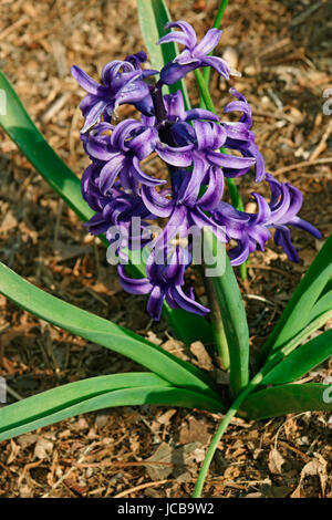 Hyacinthus comune (Hyacinthus orientalis). Chiamato Giardino giacinto e olandese anche giacinto Foto Stock