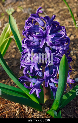 Hyacinthus comune (Hyacinthus orientalis). Chiamato Giardino giacinto e olandese anche giacinto Foto Stock