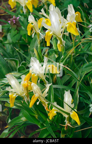 Mais-lasciato juno (iris Iris bucharica) Foto Stock