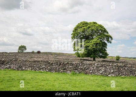 Pareti di calcare a Litton nel Peak District, Derbyshire, in Inghilterra. Foto Stock