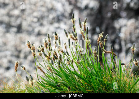 Inglese / piantaggine narrowleaf piantaggine / ribwort piantaggine (Planzago lanceolata) in fiore in primavera