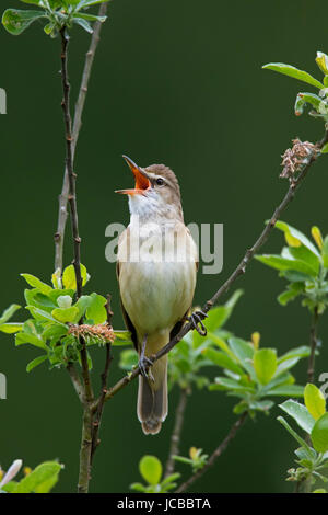 Grande reed trillo (Acrocephalus arundinaceus) maschio arroccato nella struttura ad albero e chiamando in primavera Foto Stock
