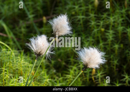 Setola come seme-capi di comune cottongrass / comune cottonsedge (Eriophorum angustifolium) dopo la fecondazione in giugno Foto Stock