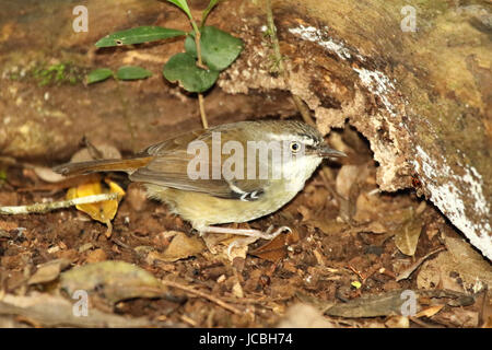 Un bianco-browed scrub wren alla ricerca di cibo in una foresta Australiana. Foto Stock