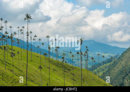 Cera palme di Cocora Valley, Colombia Foto Stock