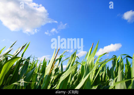 Un campo di grano sotto un cielo blu. Foto Stock