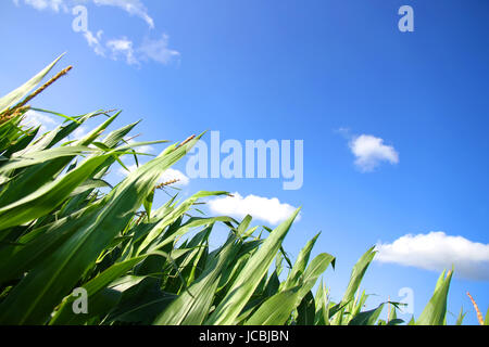 Un campo di grano sotto un cielo blu. Foto Stock