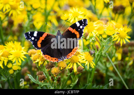 Red admiral farfalla con ali aperte su erba tossica Foto Stock