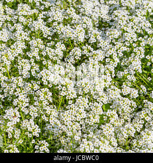 Sfondo di il popolare giardino alyssum annuale fiore bianco Foto Stock