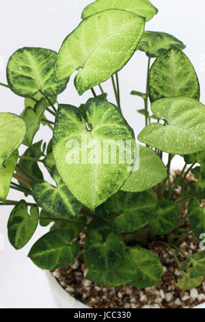 Syngonium podophyllum o noto come impianto Goosefoot, Arrowhead Vine/impianto, Nephthytis, cinque dita, Africana/American Evergreen Foto Stock
