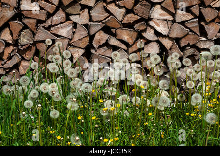 Sbiadita tarassaco (Taraxacum) nella parte anteriore di una pila di registri, Baviera, Germania Foto Stock
