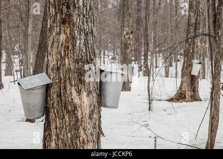 Foresta di acero bucket di SAP su alberi in primavera Foto Stock