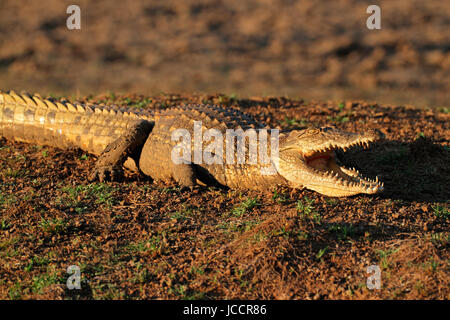 Coccodrillo del Nilo (Crocodylus niloticus) in appoggio sul terreno con ganasce schiusi, Sud Africa Foto Stock