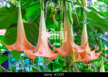 Brugmansia fiori. Genere di sette specie di sostanze velenose piante fiorite nella famiglia delle solanacee Foto Stock