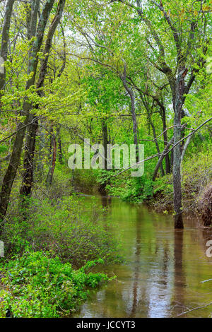 Vecchi tronchi di alberi in una valle allagata dopo forti piogge che mostra molto Foto Stock