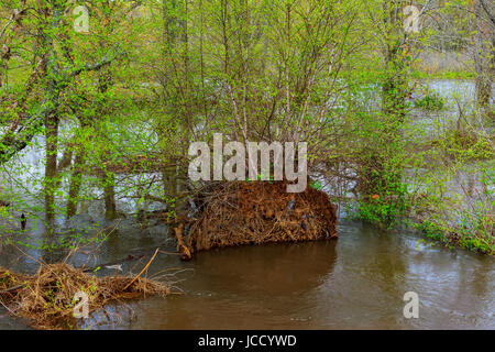 Piscina di acqua sul pavimento della foresta pluviale dopo molto heavy rain Foto Stock