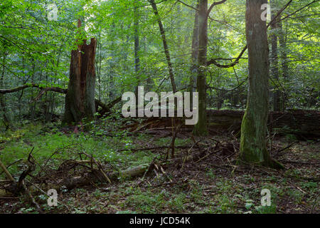 Primordiale stand di latifoglie in foresta naturale in estate mattina con rottura albero di abete rosso in primo piano Foto Stock