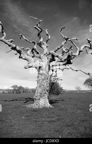 Vecchio albero storto per motivi di Powderham Castello. Devon, Regno Unito. Aprile, 2016. Foto Stock