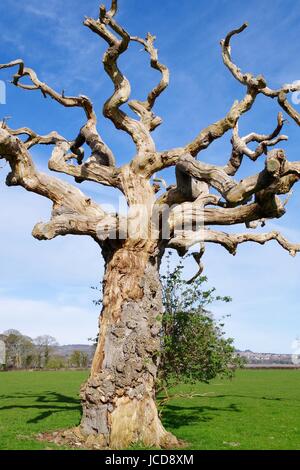 Vecchio albero storto per motivi di Powderham Castello. Devon, Regno Unito. Aprile, 2016. Foto Stock