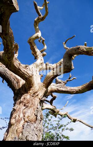 Vecchio albero storto per motivi di Powderham Castello. Devon, Regno Unito. Aprile, 2016. Foto Stock