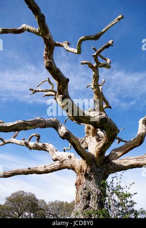 Vecchio albero storto per motivi di Powderham Castello. Devon, Regno Unito. Aprile, 2016. Foto Stock