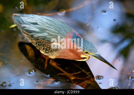 Airone verde (Butorides virescens) in piedi in acqua Foto Stock