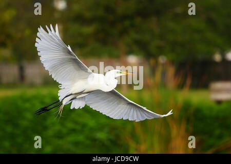 Airone bianco maggiore (Ardea alba) battenti Foto Stock