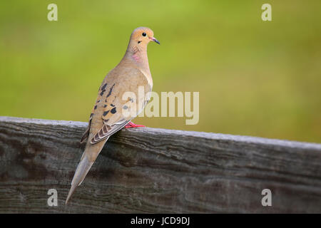 Lutto Colomba (Zenaida macroura) seduto su una ringhiera boardwalk, Florida Foto Stock