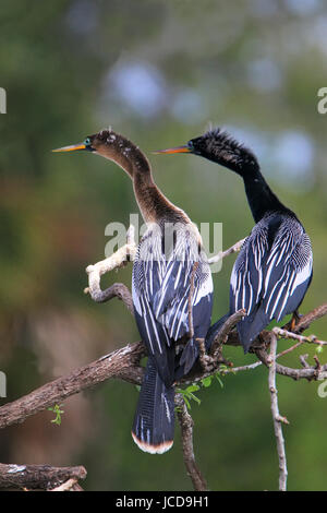 Maschio e femmina (Anhingas Anhinga anhinga) seduto su una struttura ad albero Foto Stock