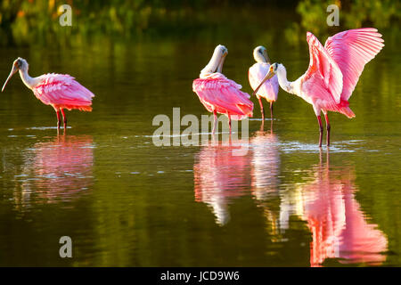 Roseate spatole (Platalea ajaja) preening in acqua Foto Stock