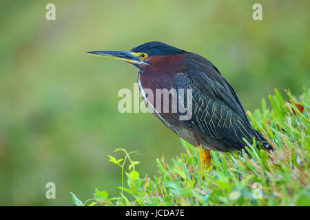 Airone verde (Butorides virescens) in un'erba Foto Stock