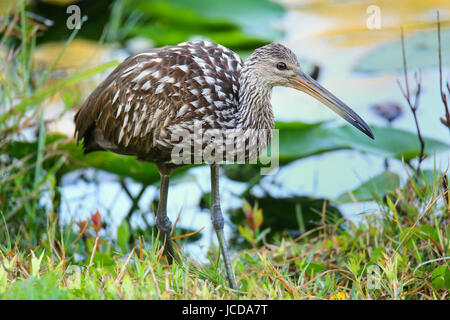 Limpkin (Aramus guarauna) in Everglades National Park, Florida Foto Stock