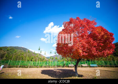 Kyoto, Jpana - Novembre 20, 2013: rosse foglie di acero in autunno per adv o altri usi Foto Stock